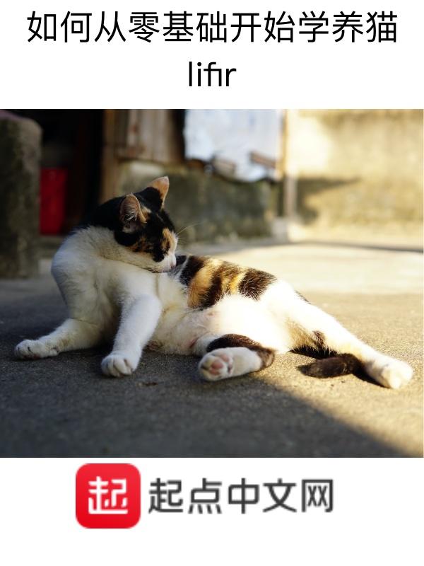 养猫新手教程
