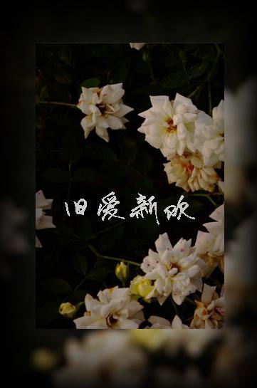 旧爱新欢短剧演员表